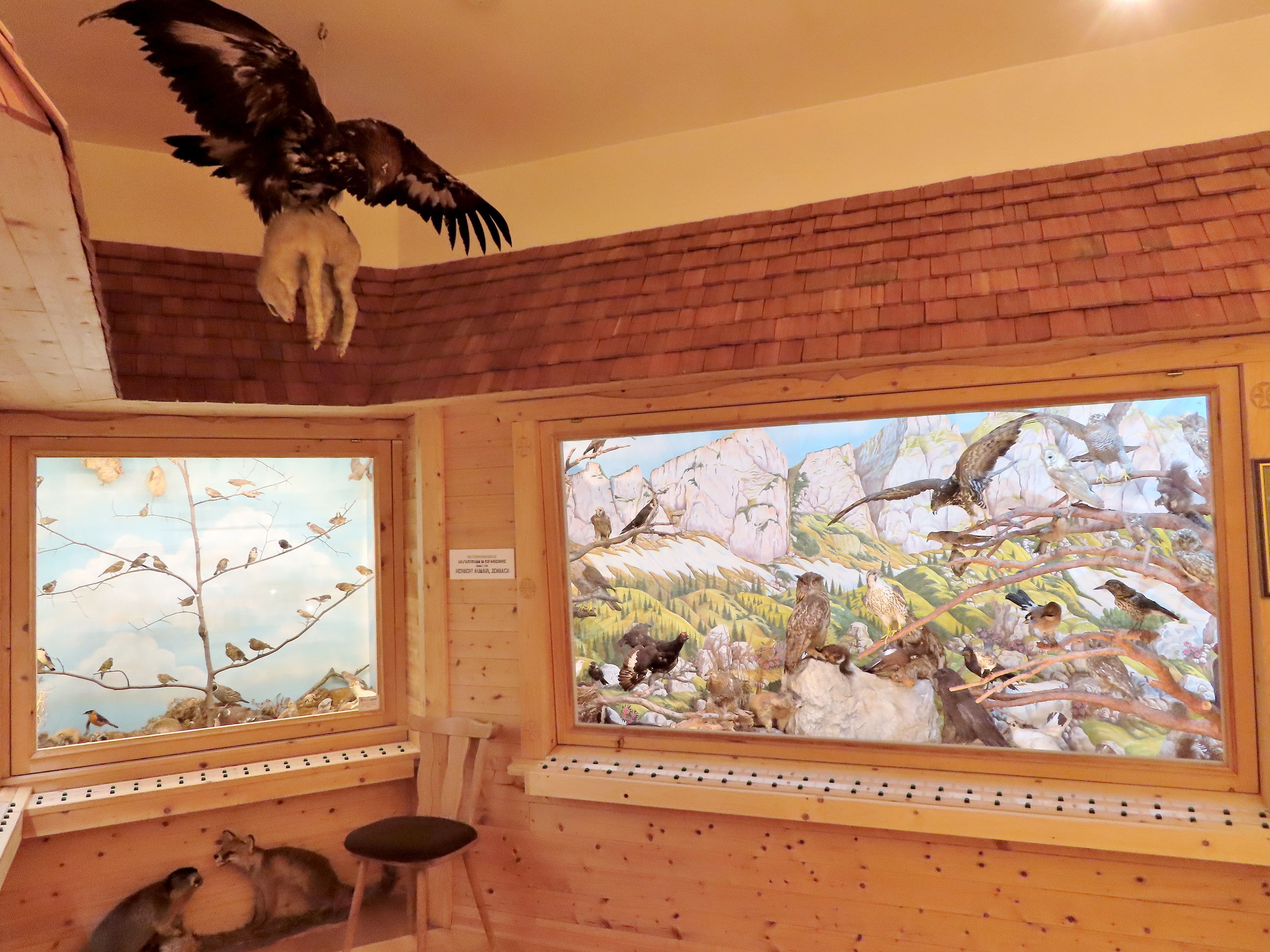 Das Foto zeigt zwei Zeichnungen, auf denen diverse Vogelarten zu sehen sind, sowie ausgestopfte Tiere im Jenbacher Museum.